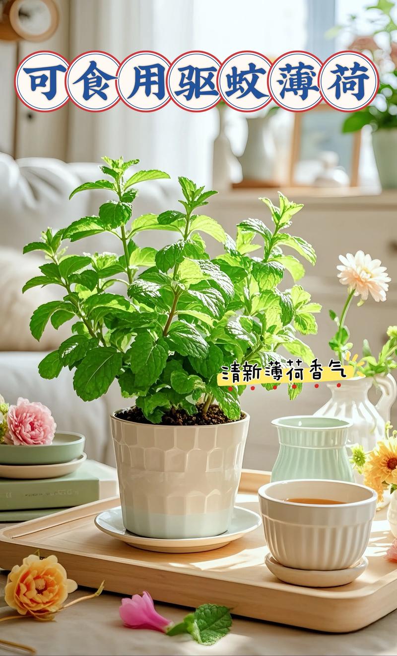 薄荷可以驱蚊吗？薄荷能驱蚊虫吗?？-第3张图片-优品飞百科