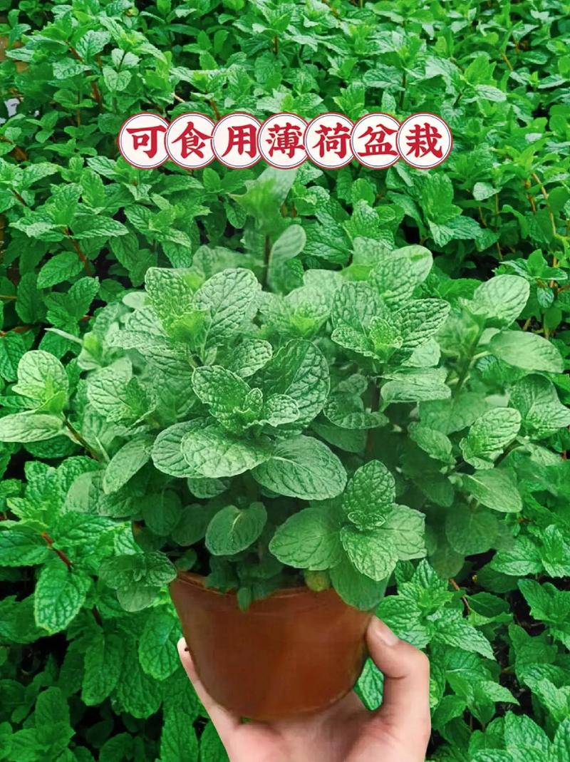 薄荷可以驱蚊吗？薄荷能驱蚊虫吗?？-第6张图片-优品飞百科