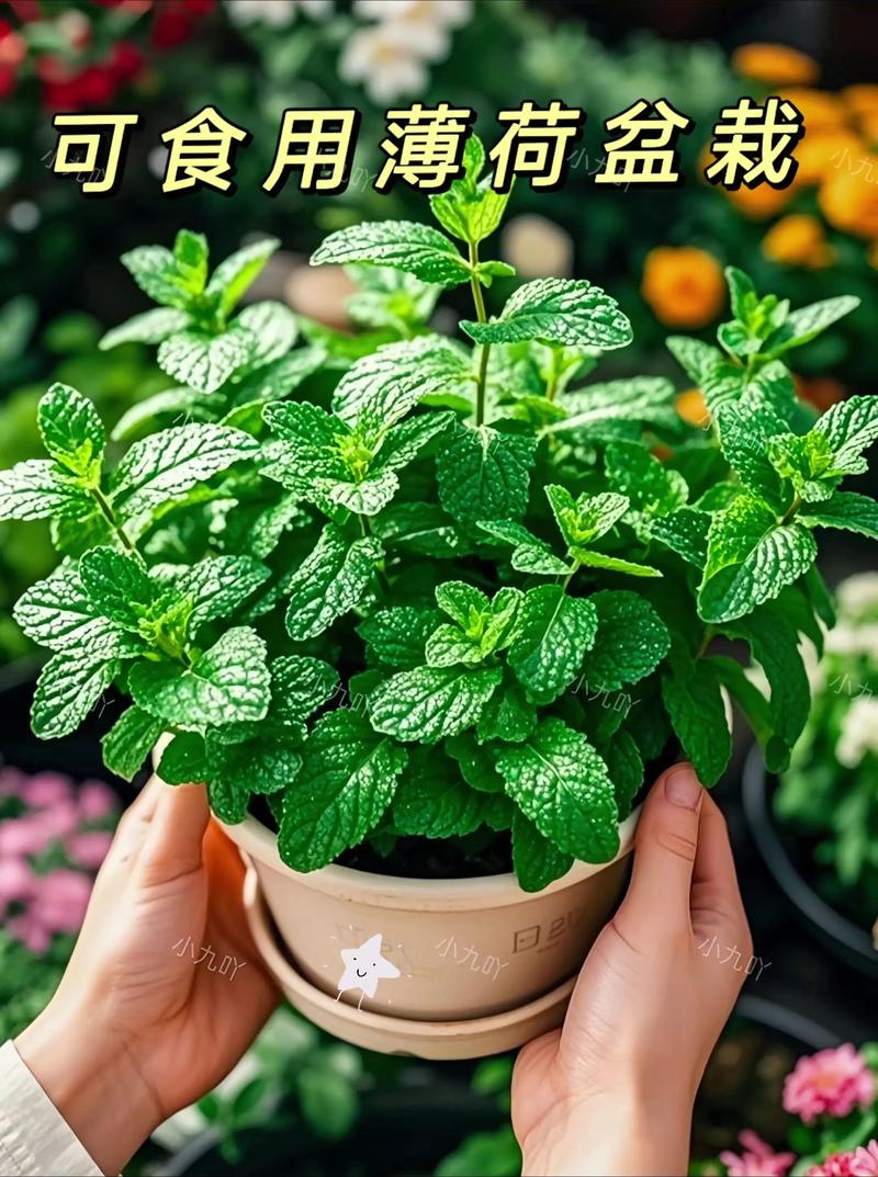 薄荷可以驱蚊吗？薄荷能驱蚊虫吗?？-第8张图片-优品飞百科