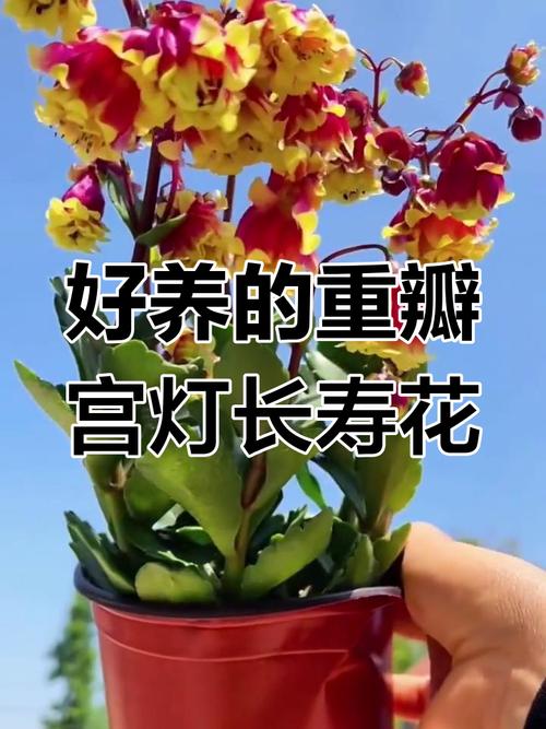 宫灯长寿花的功效与作用，宫灯长寿花好养活吗？-第1张图片-优品飞百科