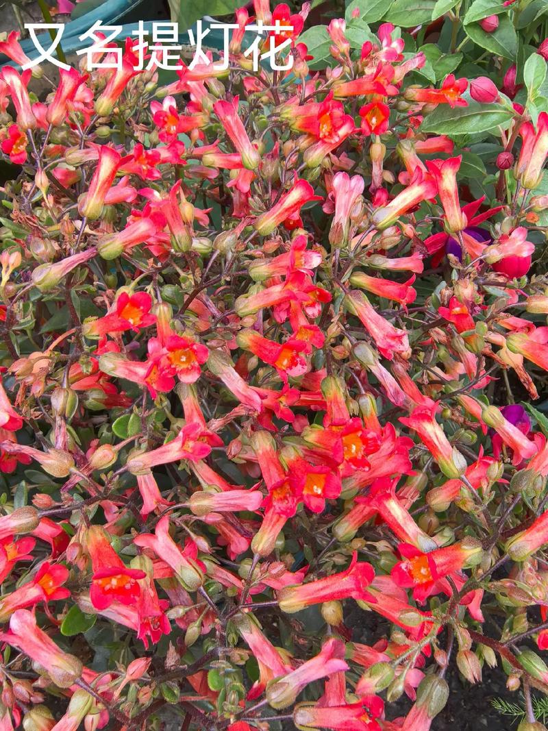 宫灯长寿花的功效与作用，宫灯长寿花好养活吗？-第2张图片-优品飞百科