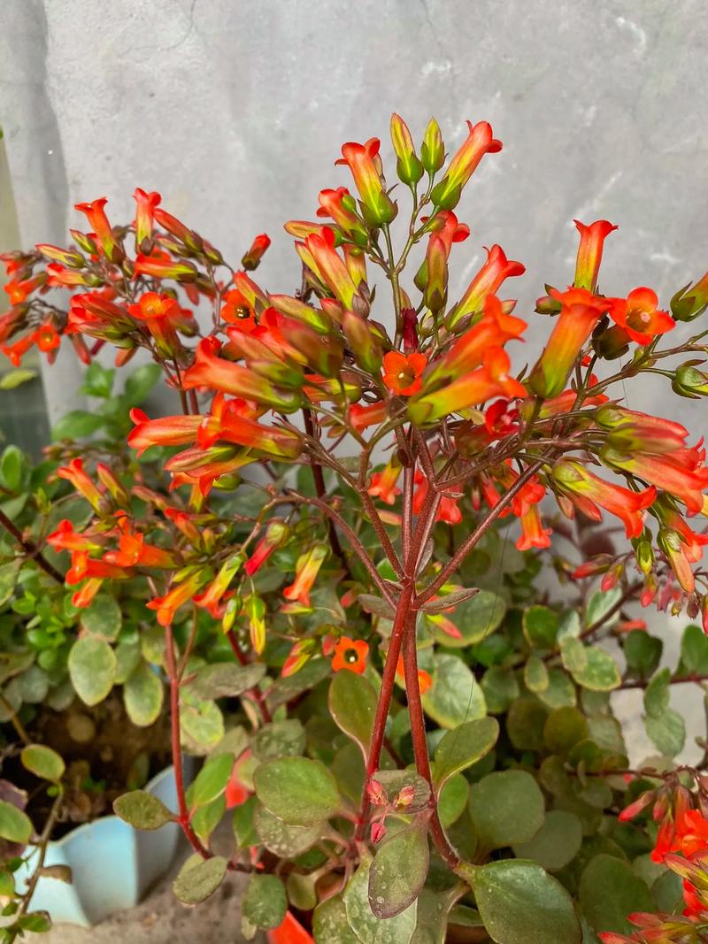 宫灯长寿花的功效与作用，宫灯长寿花好养活吗？-第3张图片-优品飞百科