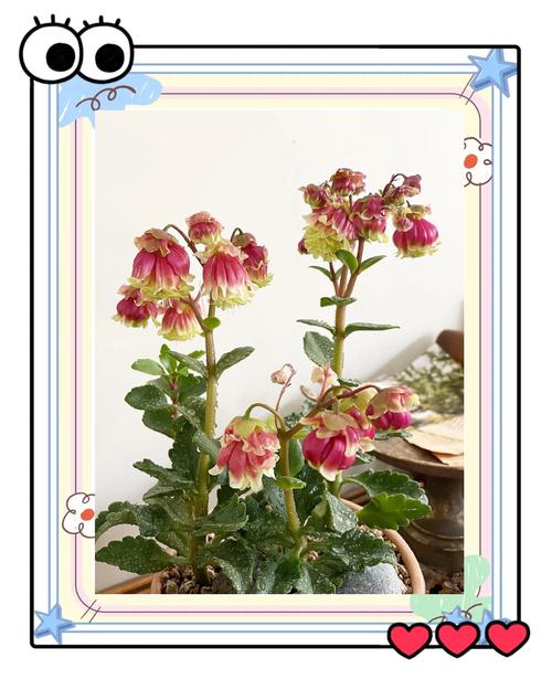 宫灯长寿花的功效与作用，宫灯长寿花好养活吗？-第4张图片-优品飞百科