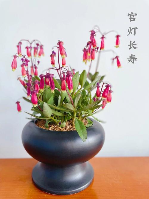 宫灯长寿花的功效与作用，宫灯长寿花好养活吗？-第5张图片-优品飞百科