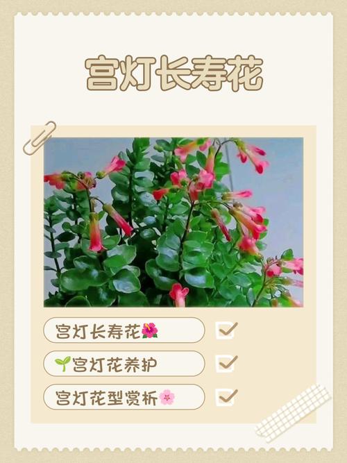 宫灯长寿花的功效与作用，宫灯长寿花好养活吗？-第6张图片-优品飞百科