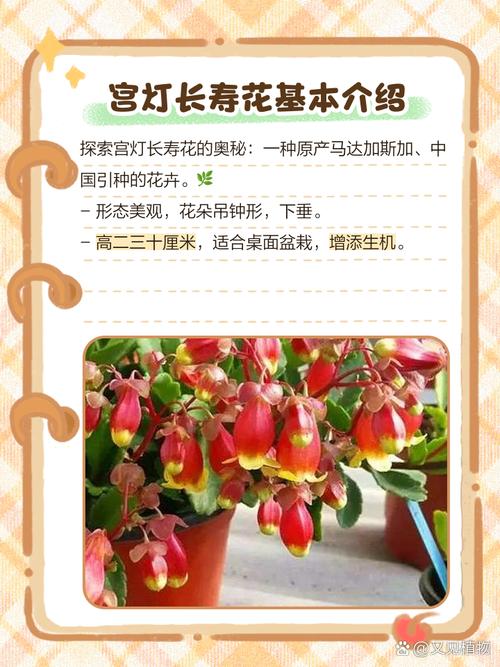 宫灯长寿花的功效与作用，宫灯长寿花好养活吗？-第7张图片-优品飞百科