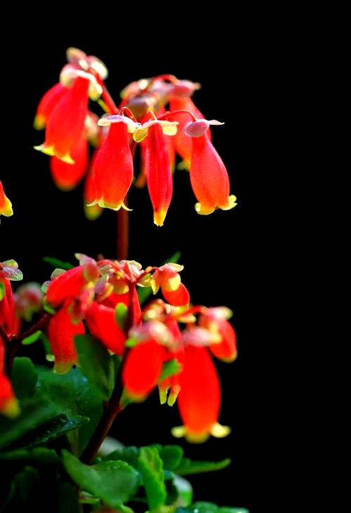 宫灯长寿花的功效与作用，宫灯长寿花好养活吗？-第8张图片-优品飞百科