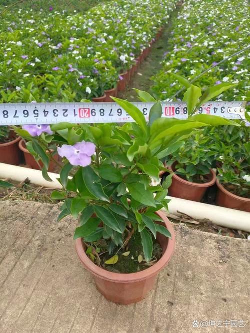 双色茉莉有毒吗，可以家养吗，双色茉莉好不好养？