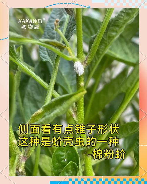 双色茉莉有毒吗，可以家养吗，双色茉莉好不好养？-第2张图片-优品飞百科