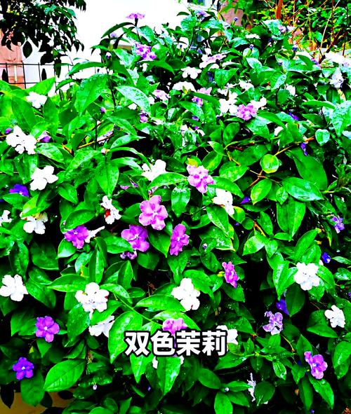 双色茉莉有毒吗，可以家养吗，双色茉莉好不好养？-第3张图片-优品飞百科