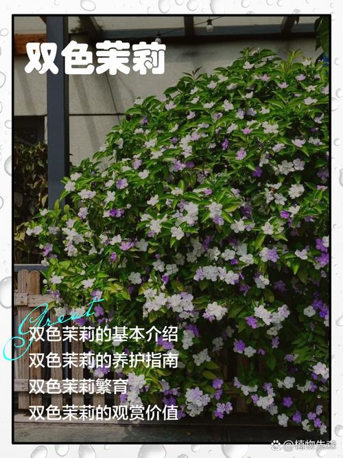 双色茉莉有毒吗，可以家养吗，双色茉莉好不好养？-第4张图片-优品飞百科
