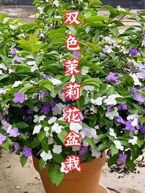 双色茉莉有毒吗，可以家养吗，双色茉莉好不好养？-第5张图片-优品飞百科
