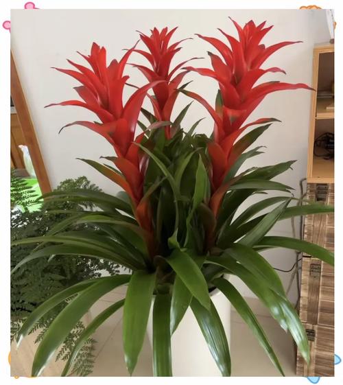 碧玉兰的功效与作用？碧玉兰图片及费用？-第2张图片-优品飞百科