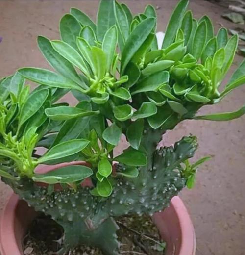 碧玉兰的功效与作用？碧玉兰图片及费用？-第3张图片-优品飞百科