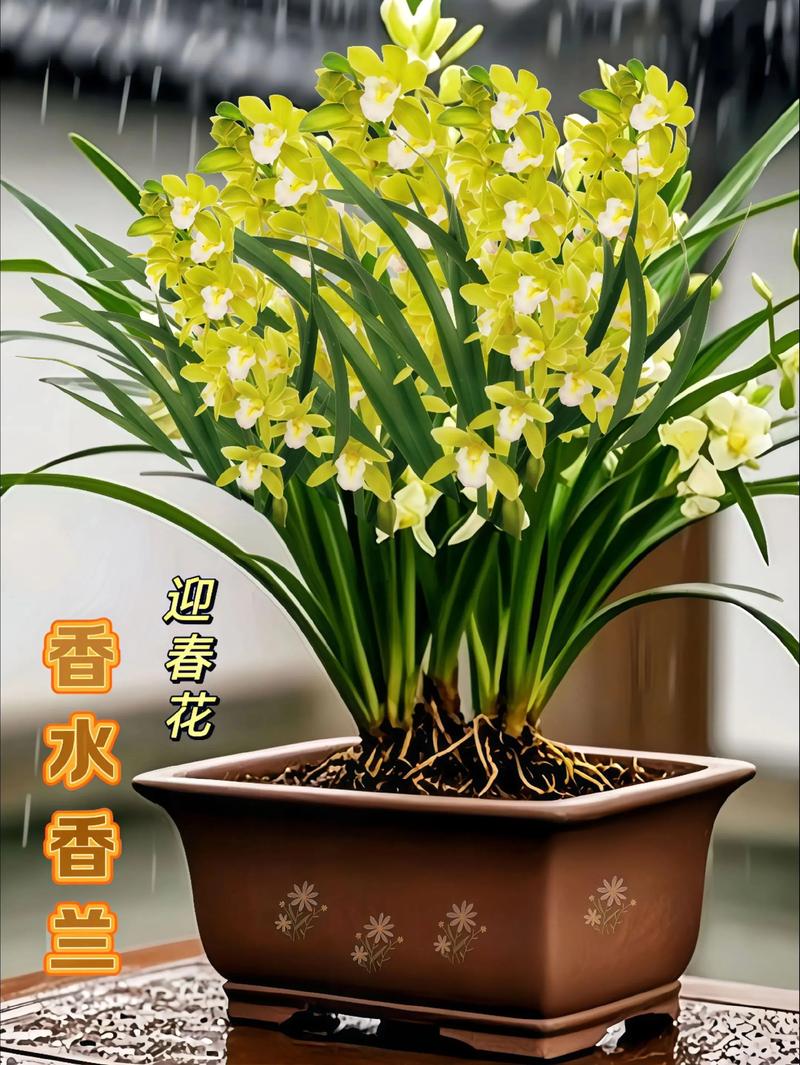 碧玉兰的功效与作用？碧玉兰图片及费用？-第4张图片-优品飞百科