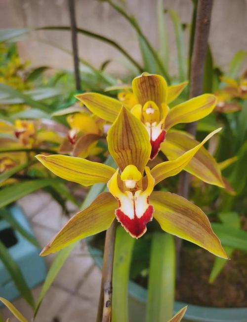 碧玉兰的功效与作用？碧玉兰图片及费用？-第6张图片-优品飞百科