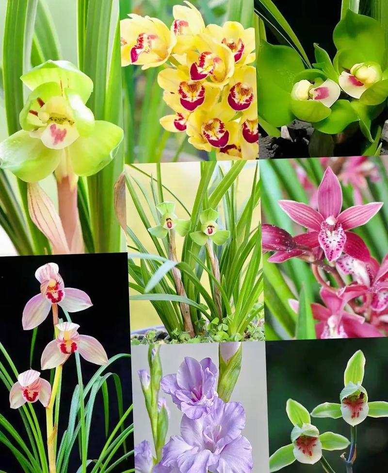 碧玉兰的功效与作用？碧玉兰图片及费用？-第5张图片-优品飞百科