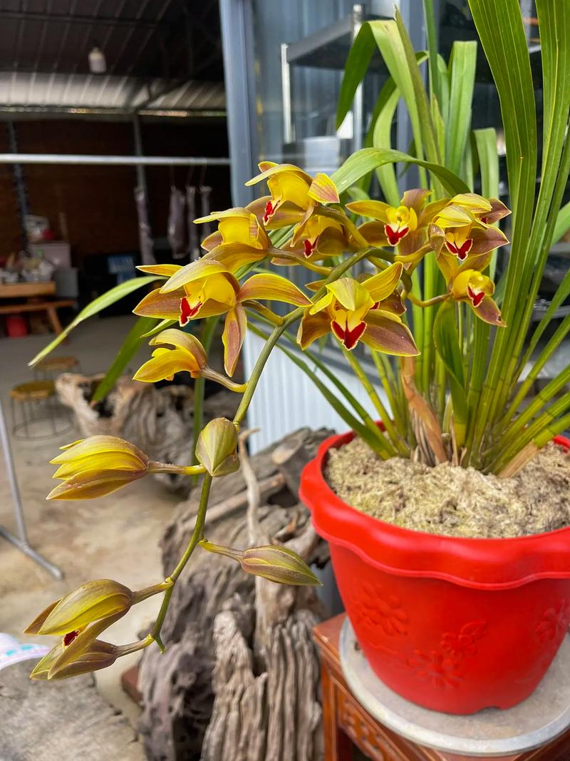 碧玉兰的功效与作用？碧玉兰图片及费用？-第7张图片-优品飞百科