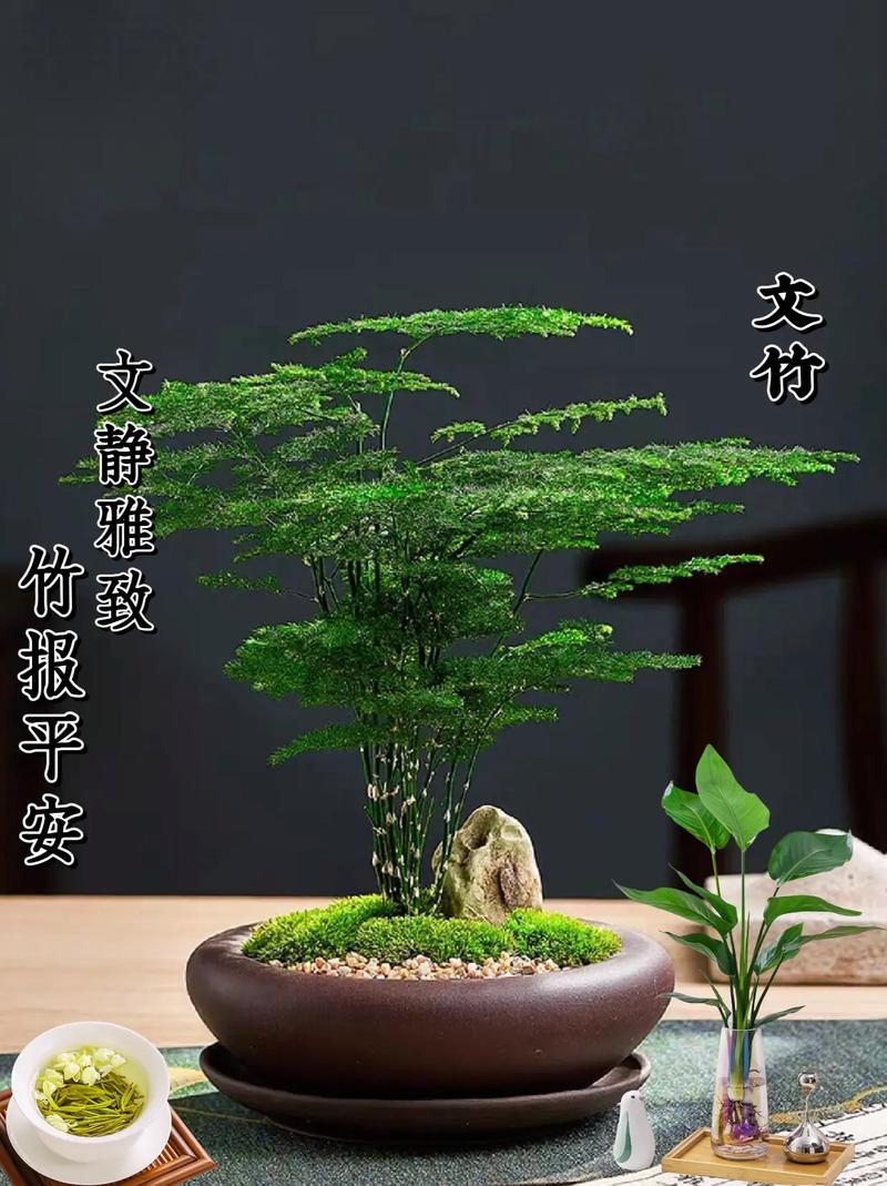 文竹的寓意，文竹的寓意兆头