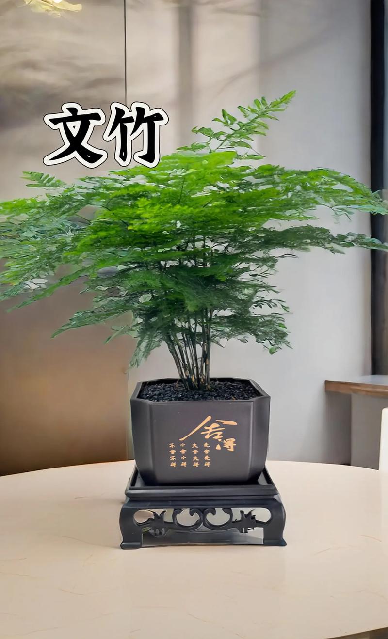 文竹的寓意，文竹的寓意兆头-第2张图片-优品飞百科