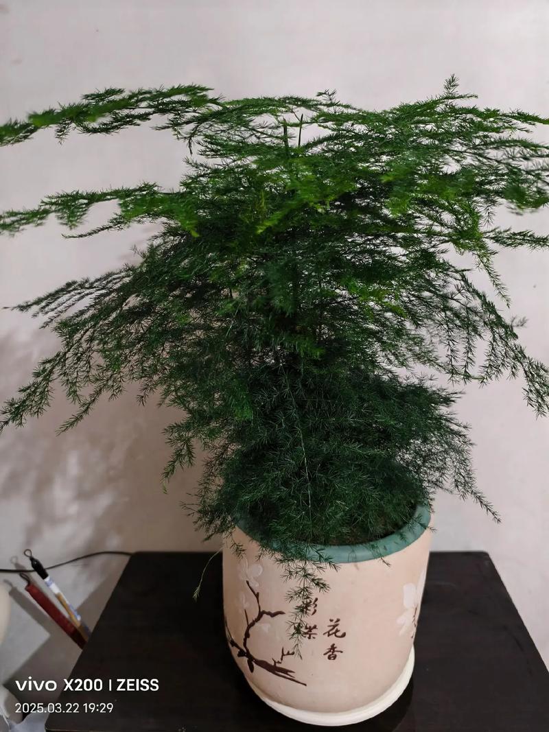 文竹的寓意，文竹的寓意兆头-第3张图片-优品飞百科