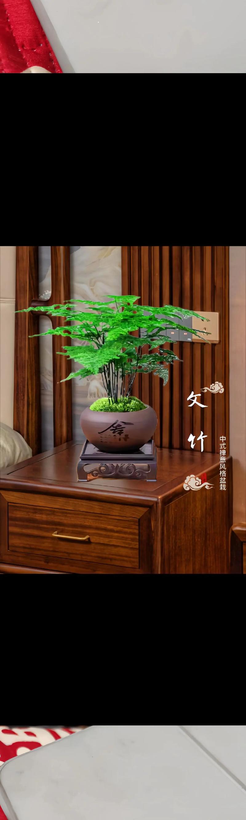 文竹的寓意，文竹的寓意兆头-第5张图片-优品飞百科