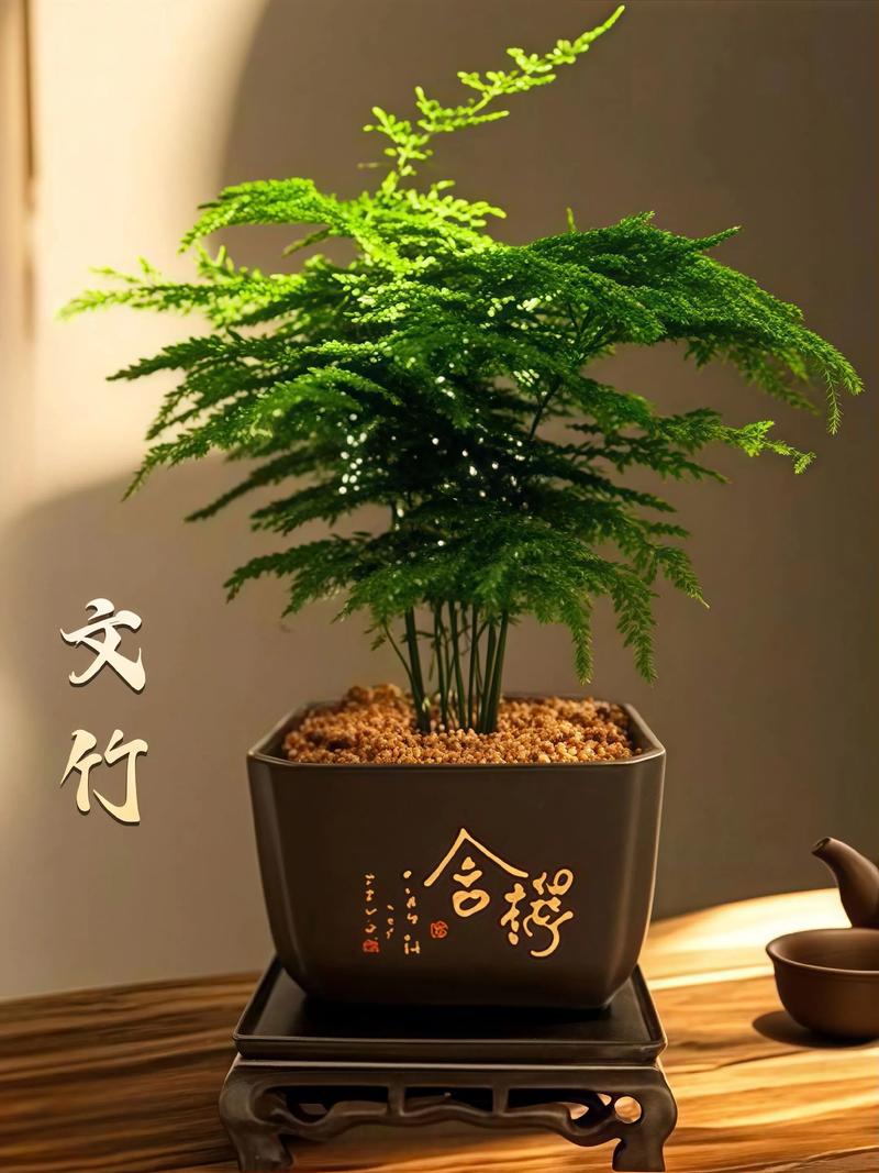 文竹的寓意，文竹的寓意兆头-第6张图片-优品飞百科