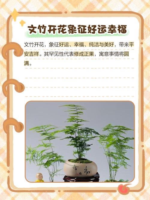 文竹的寓意，文竹的寓意兆头-第7张图片-优品飞百科