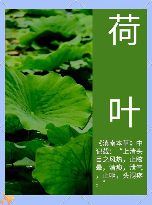 荷花能吃吗，孕妇能吃吗？荷花能吃吗,孕妇能吃吗？-第5张图片-优品飞百科