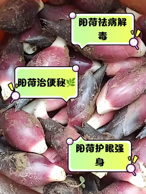 荷花能吃吗，孕妇能吃吗？荷花能吃吗,孕妇能吃吗？-第7张图片-优品飞百科