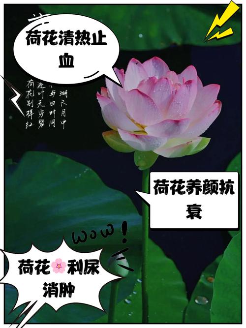 荷花能吃吗，孕妇能吃吗？荷花能吃吗,孕妇能吃吗？-第8张图片-优品飞百科