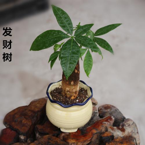 摇钱树有什么作用？摇钱树值钱吗？-第7张图片-优品飞百科