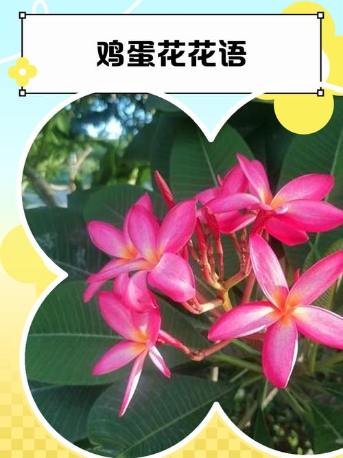 鸡蛋花的花语，鸡蛋花的花语诗词？