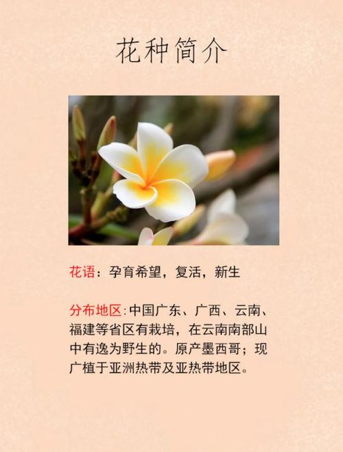鸡蛋花的花语，鸡蛋花的花语诗词？-第2张图片-优品飞百科