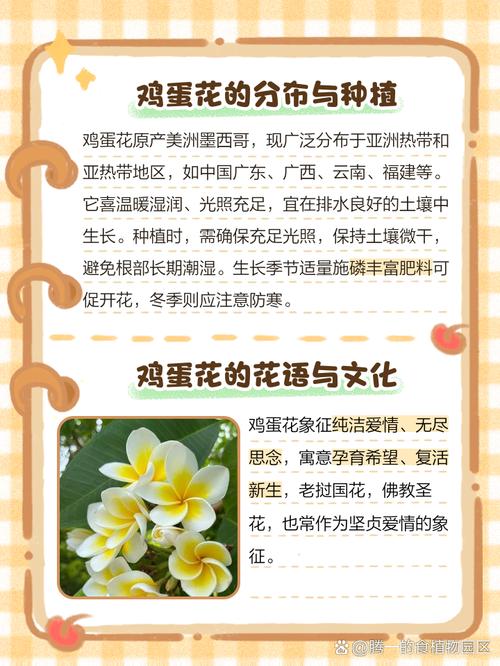 鸡蛋花的花语，鸡蛋花的花语诗词？-第3张图片-优品飞百科