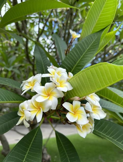 鸡蛋花的花语，鸡蛋花的花语诗词？-第4张图片-优品飞百科