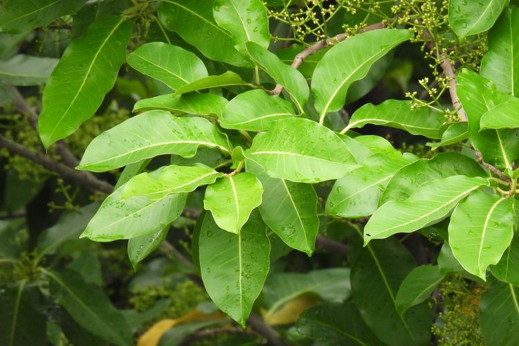 水翁果的功效与作用，水翁茶的功效与作用-第3张图片-优品飞百科