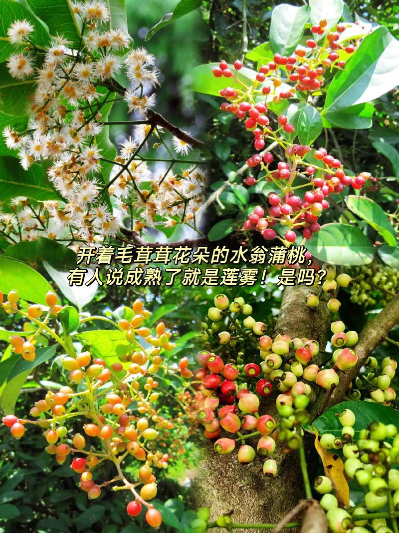 水翁果的功效与作用，水翁茶的功效与作用-第4张图片-优品飞百科