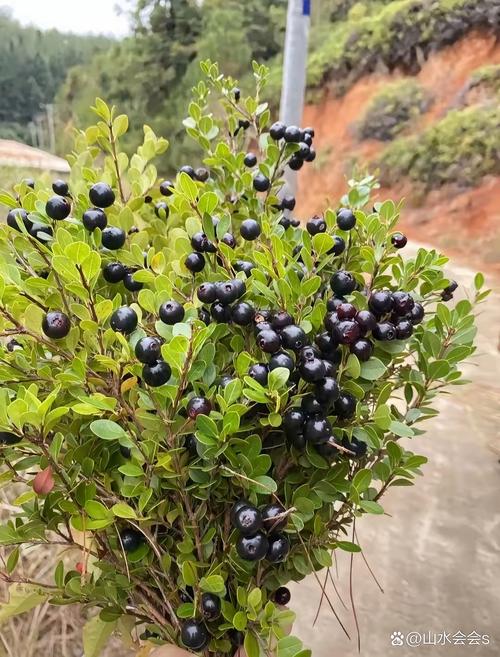 水翁果的功效与作用，水翁茶的功效与作用-第5张图片-优品飞百科