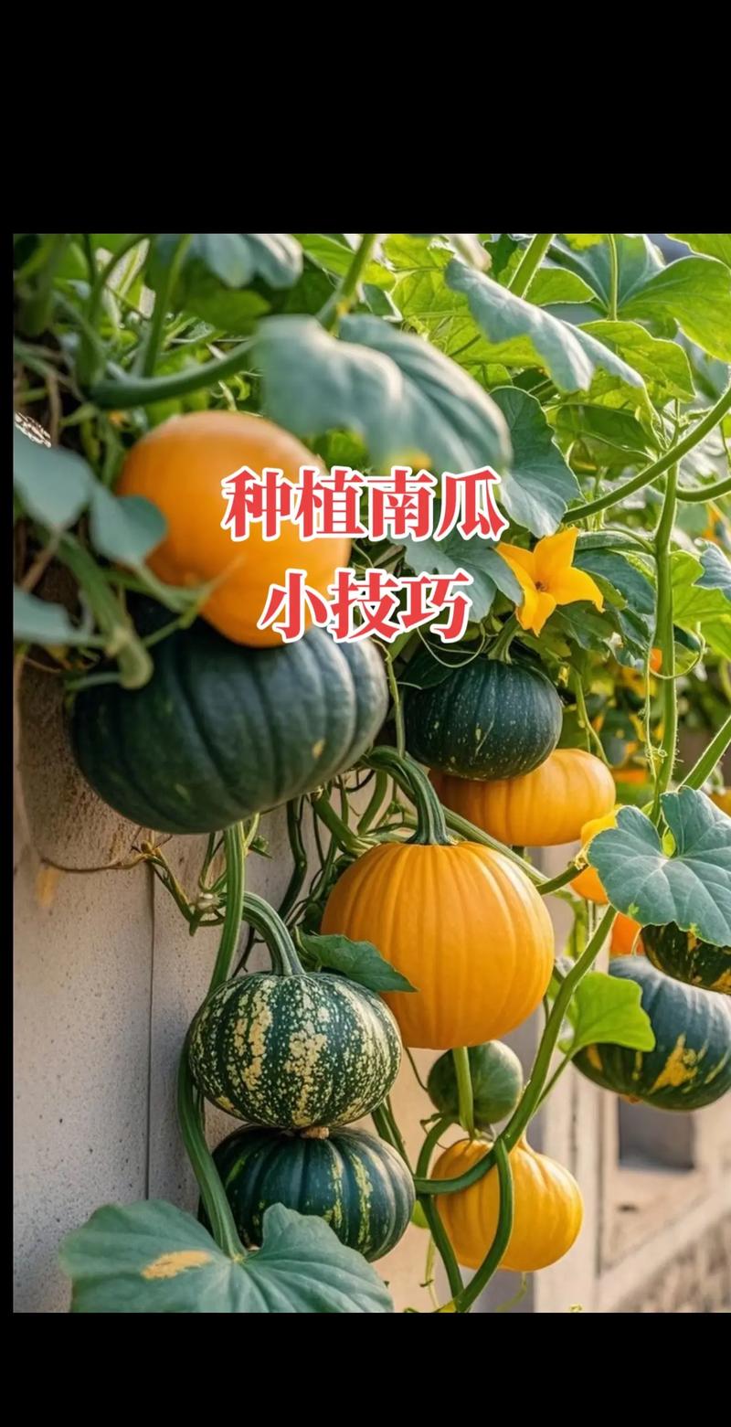 大南瓜的养殖方法和注意事项，大南瓜的种植与管理-第2张图片-优品飞百科