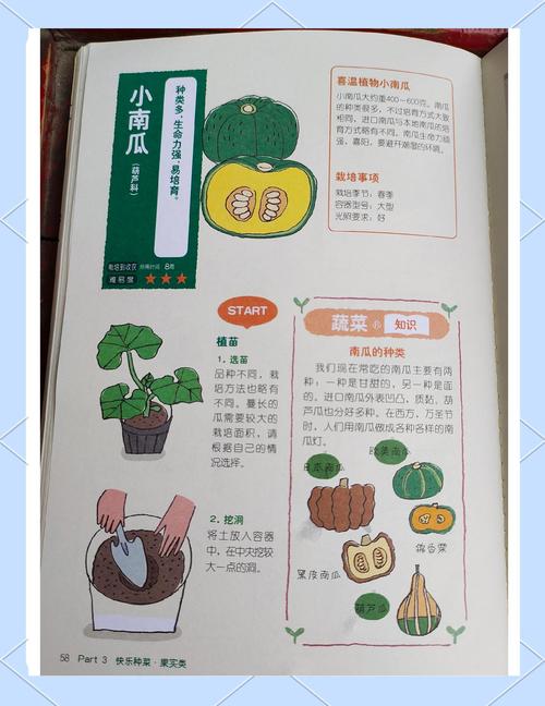 大南瓜的养殖方法和注意事项，大南瓜的种植与管理-第3张图片-优品飞百科