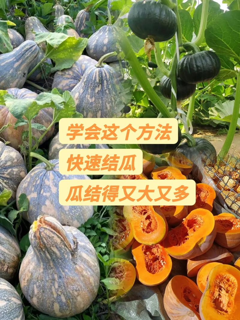 大南瓜的养殖方法和注意事项，大南瓜的种植与管理-第4张图片-优品飞百科