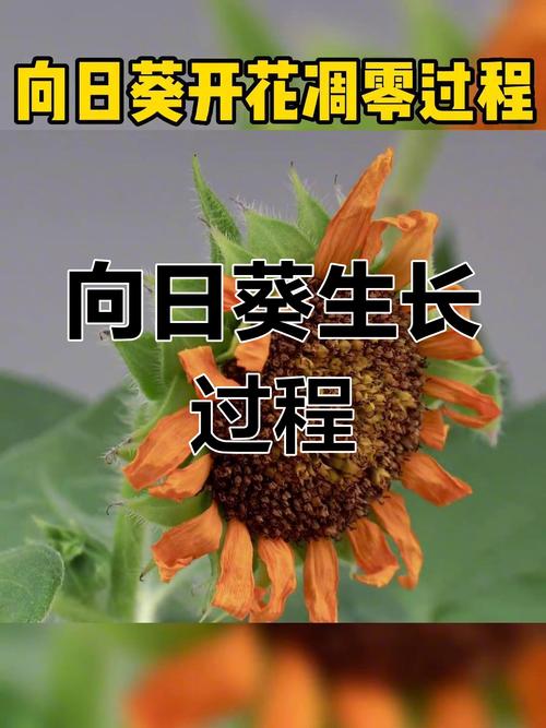向日葵花期，向日葵什么季节，向日葵花期几月份？