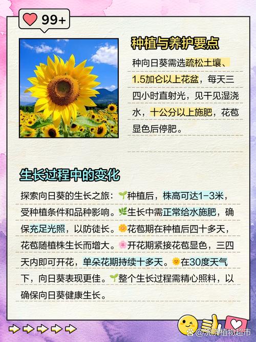 向日葵花期，向日葵什么季节，向日葵花期几月份？-第3张图片-优品飞百科