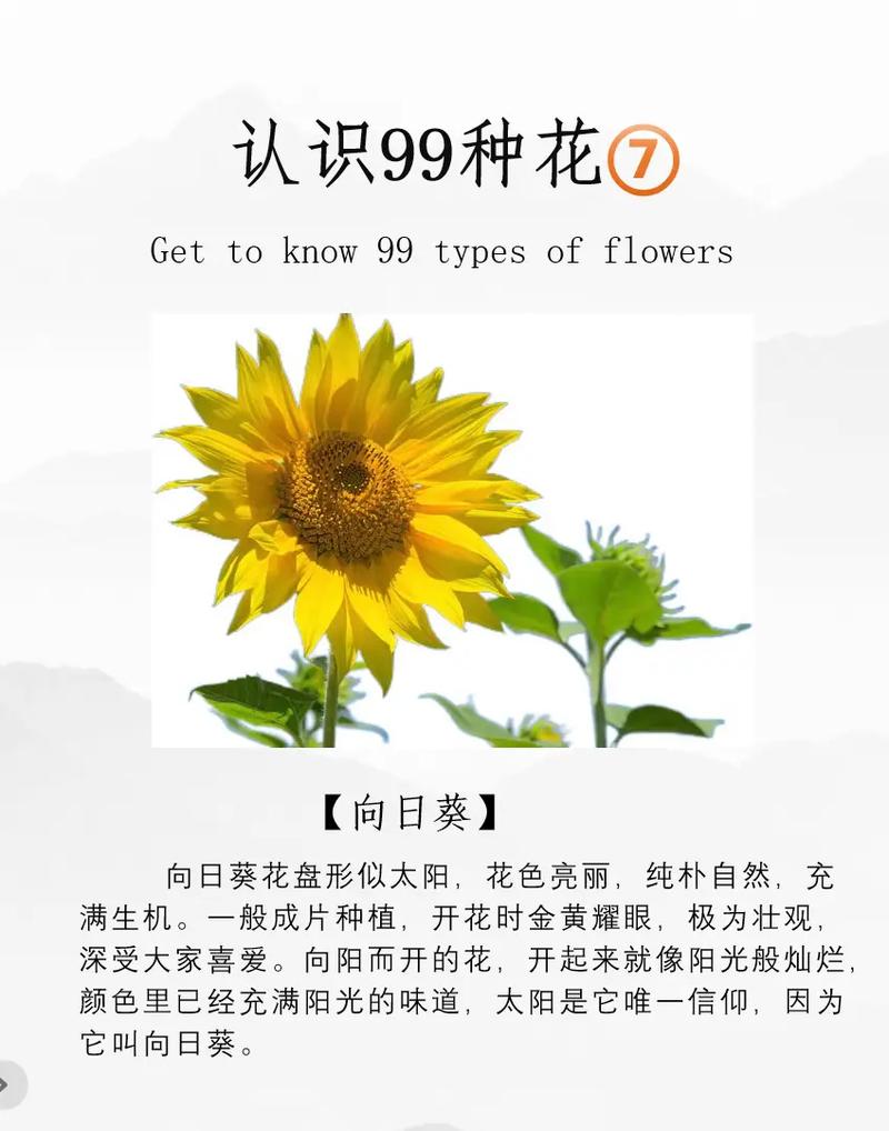 向日葵花期，向日葵什么季节，向日葵花期几月份？-第4张图片-优品飞百科