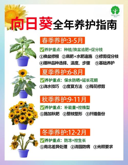 向日葵花期，向日葵什么季节，向日葵花期几月份？-第5张图片-优品飞百科