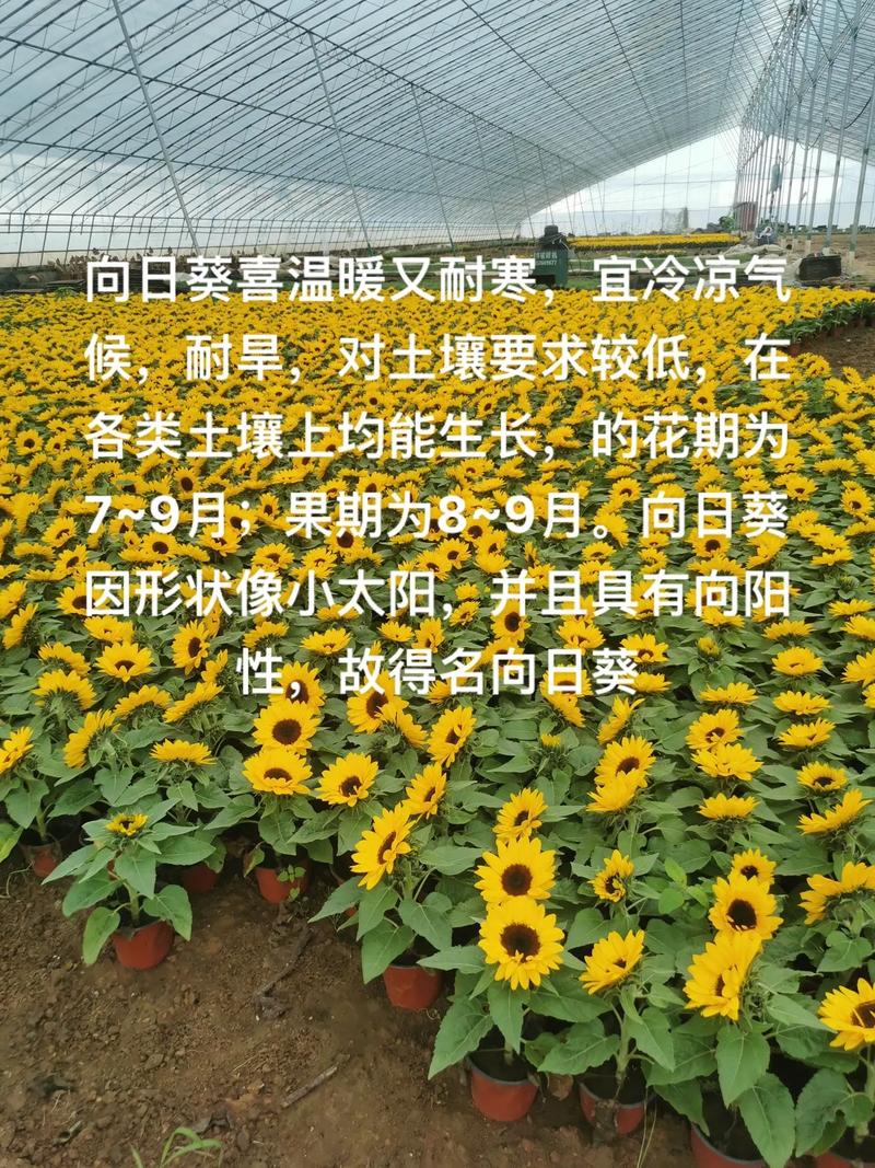 向日葵花期，向日葵什么季节，向日葵花期几月份？-第6张图片-优品飞百科