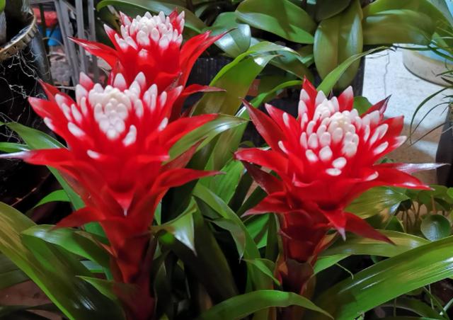 姬凤梨的花语是什么，姬凤梨品种-第4张图片-优品飞百科