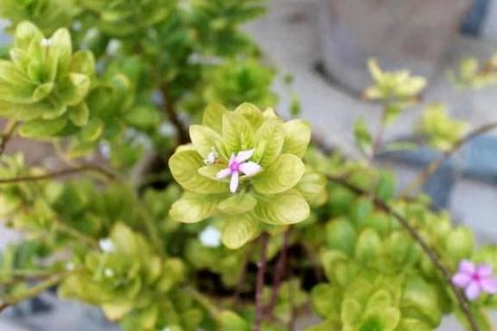 姬凤梨的花语是什么，姬凤梨品种-第5张图片-优品飞百科