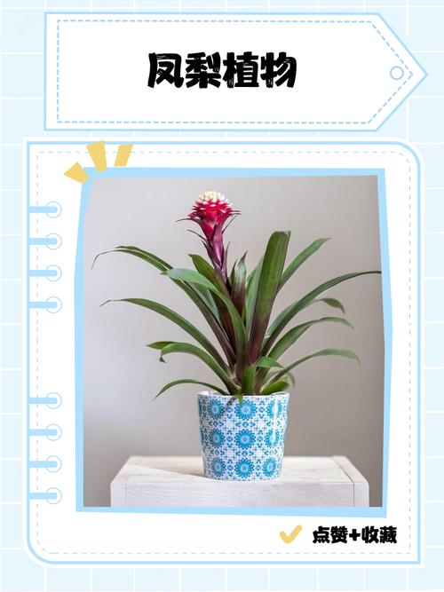 姬凤梨的花语是什么，姬凤梨品种-第7张图片-优品飞百科